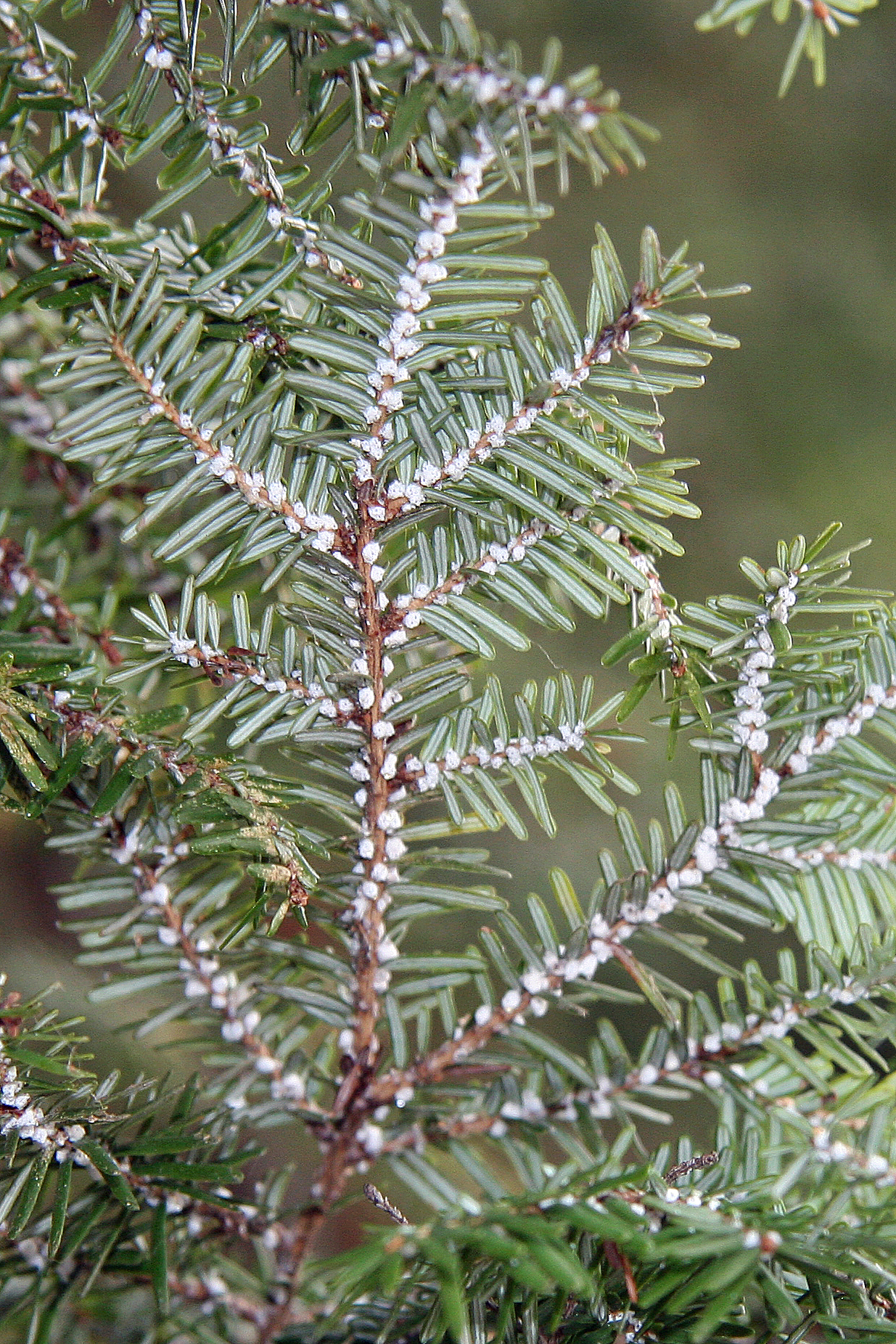 hemlock woolly adelgid