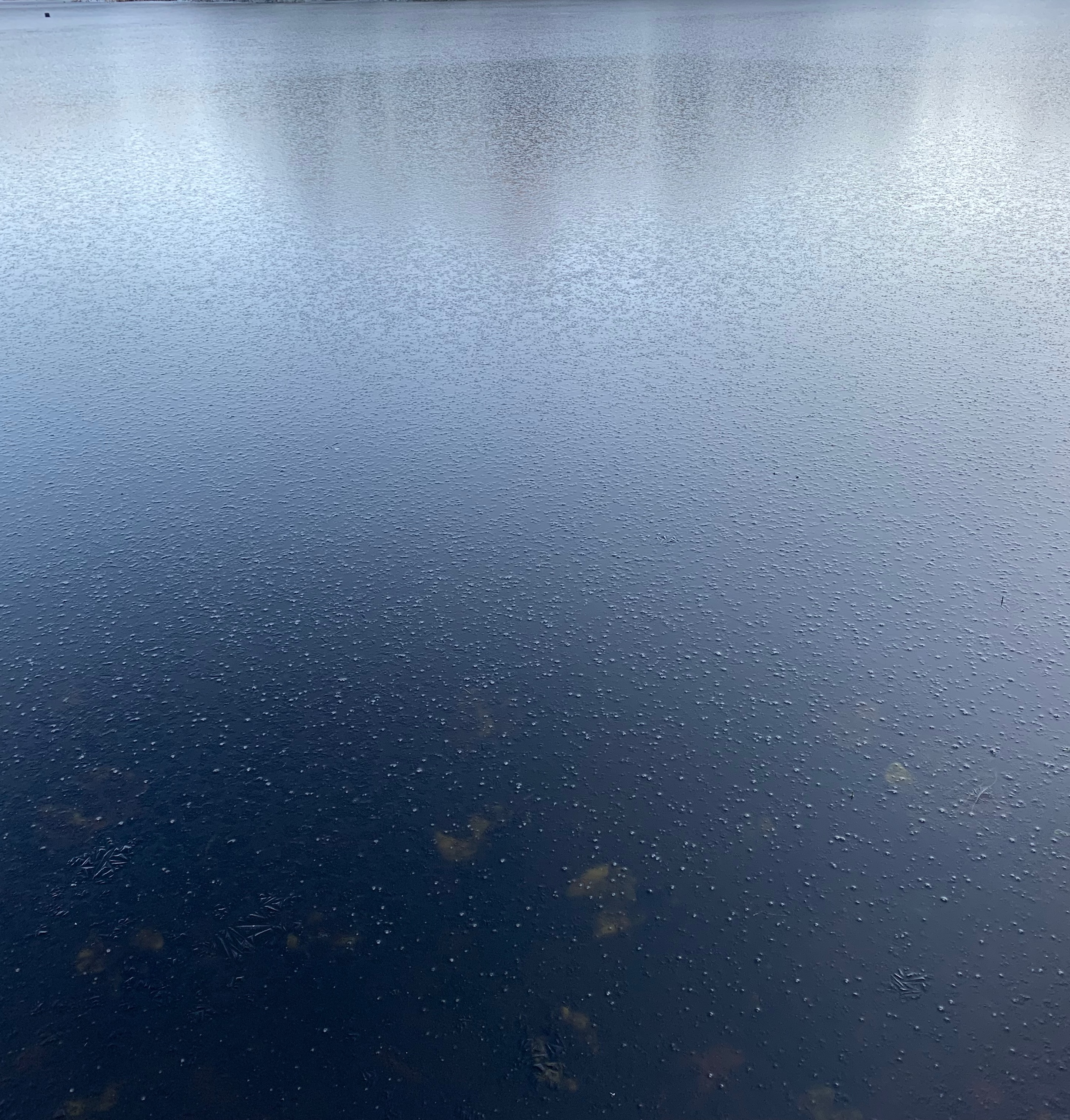 frozen lake with lilies under the ice