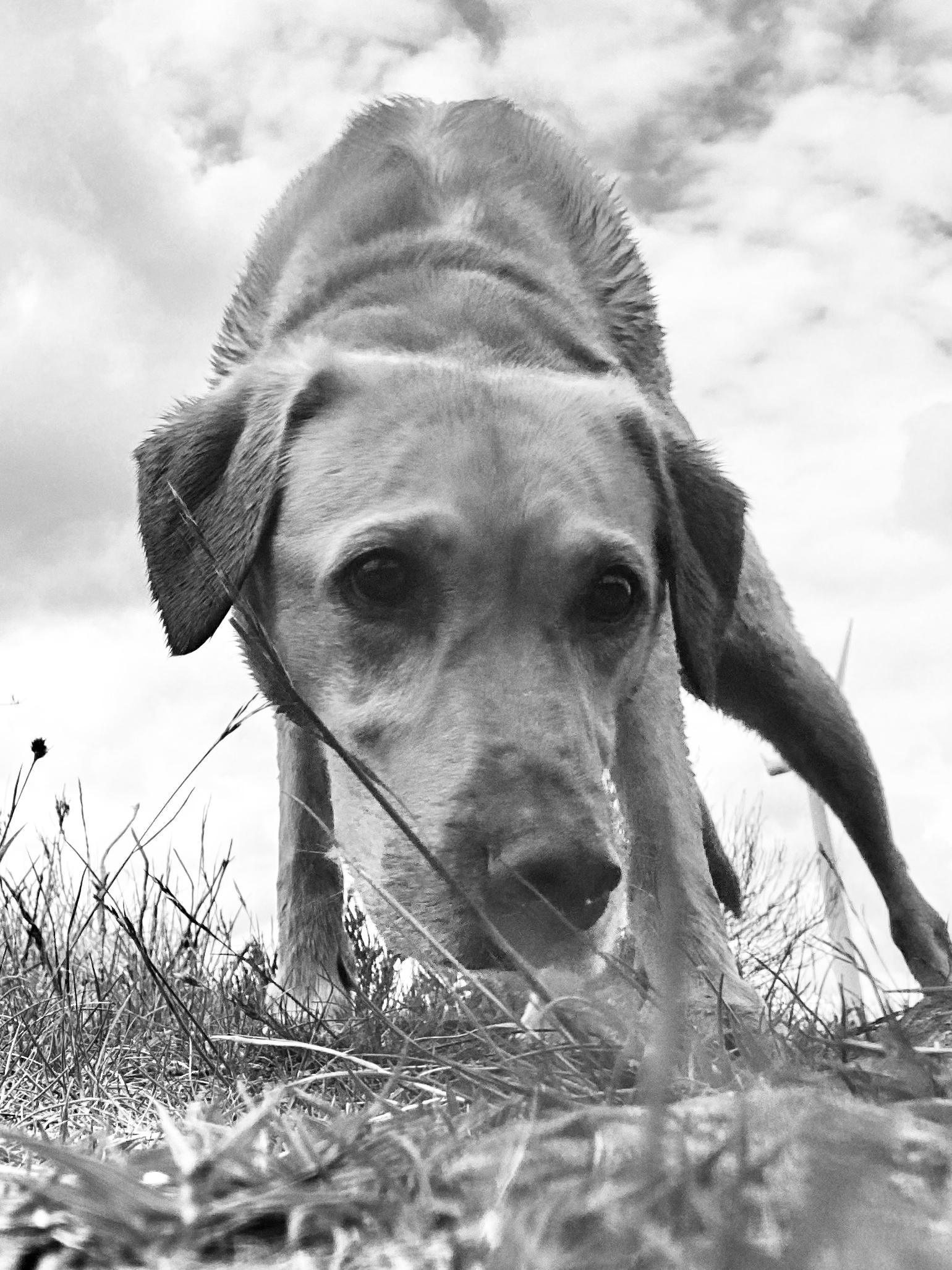 labrador scentworker