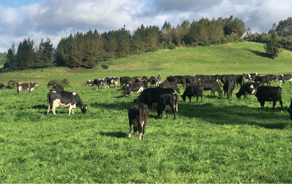 Vacas pastorean junto a sistema de riego K-Line en Ecuador.