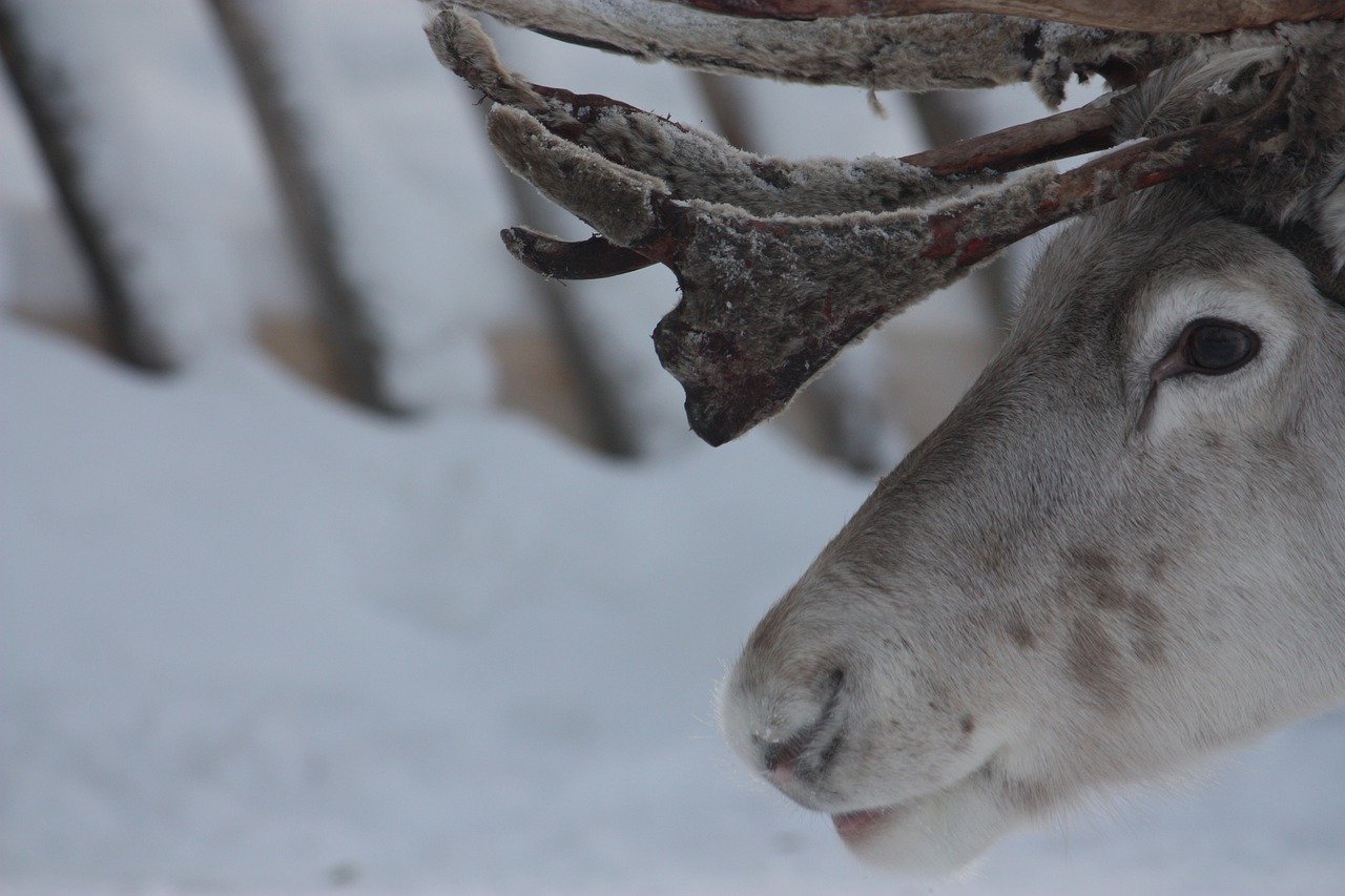 Reindeer