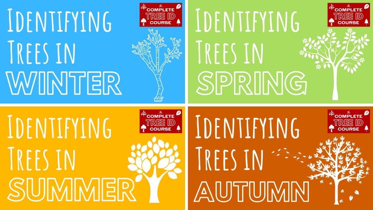 Identify trees in winter, spring, summer and autumn