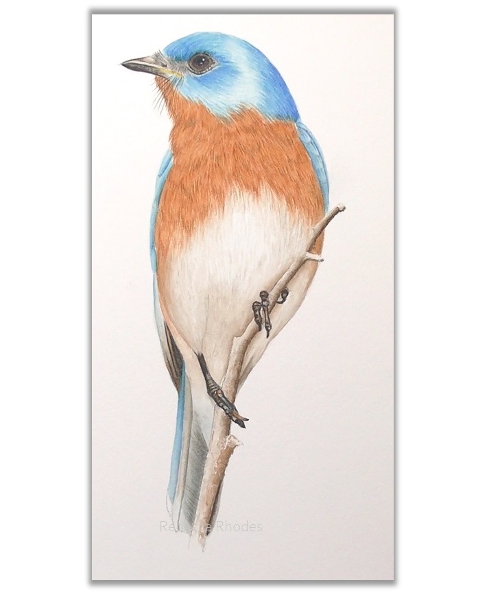 Eastern Bluebird in Watercolor by Rebecca Rhodes