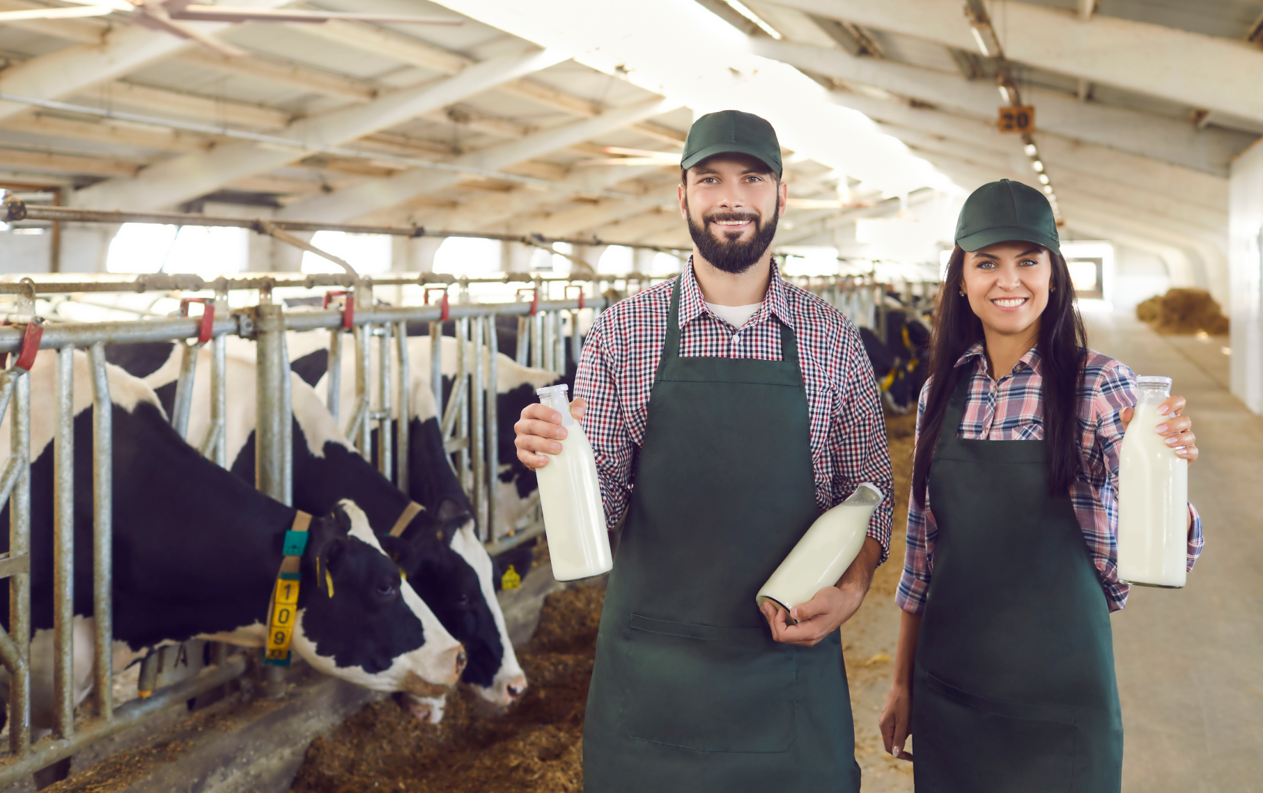 Breeding strategy in dairy farming to increase milk production