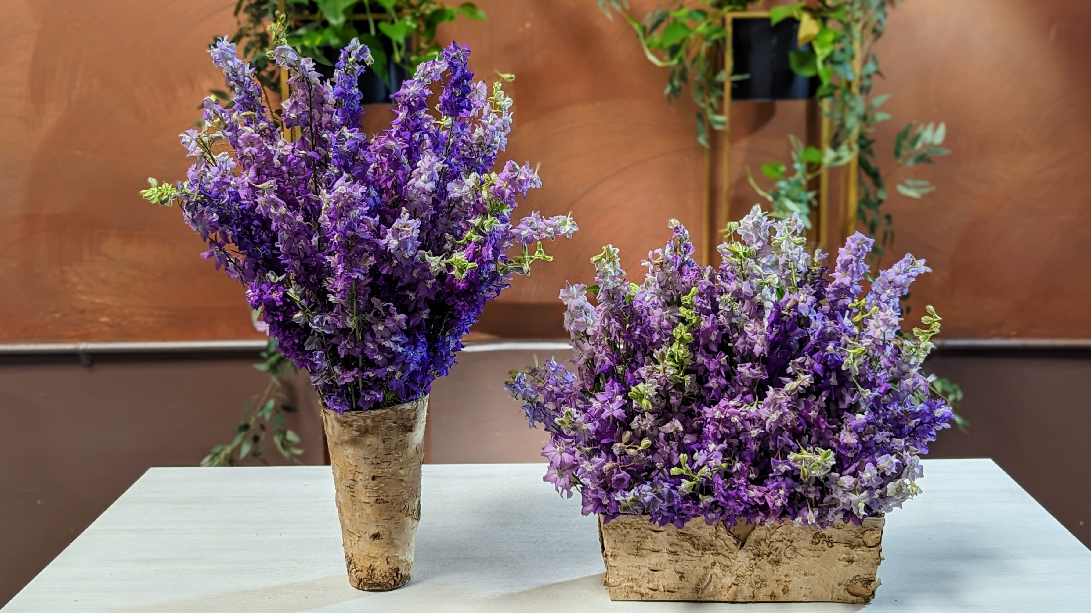 Lavender Larkspur