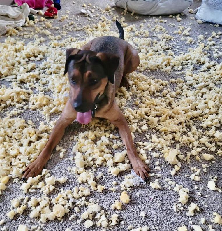 separation anxiety in dogs destroyed pillow