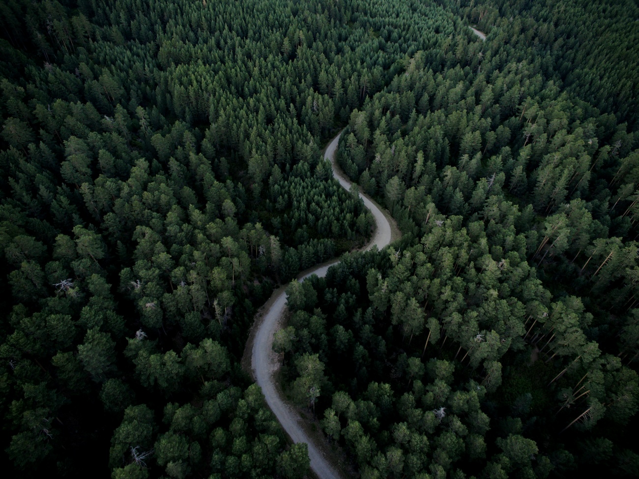 Picture of a forest and winding road