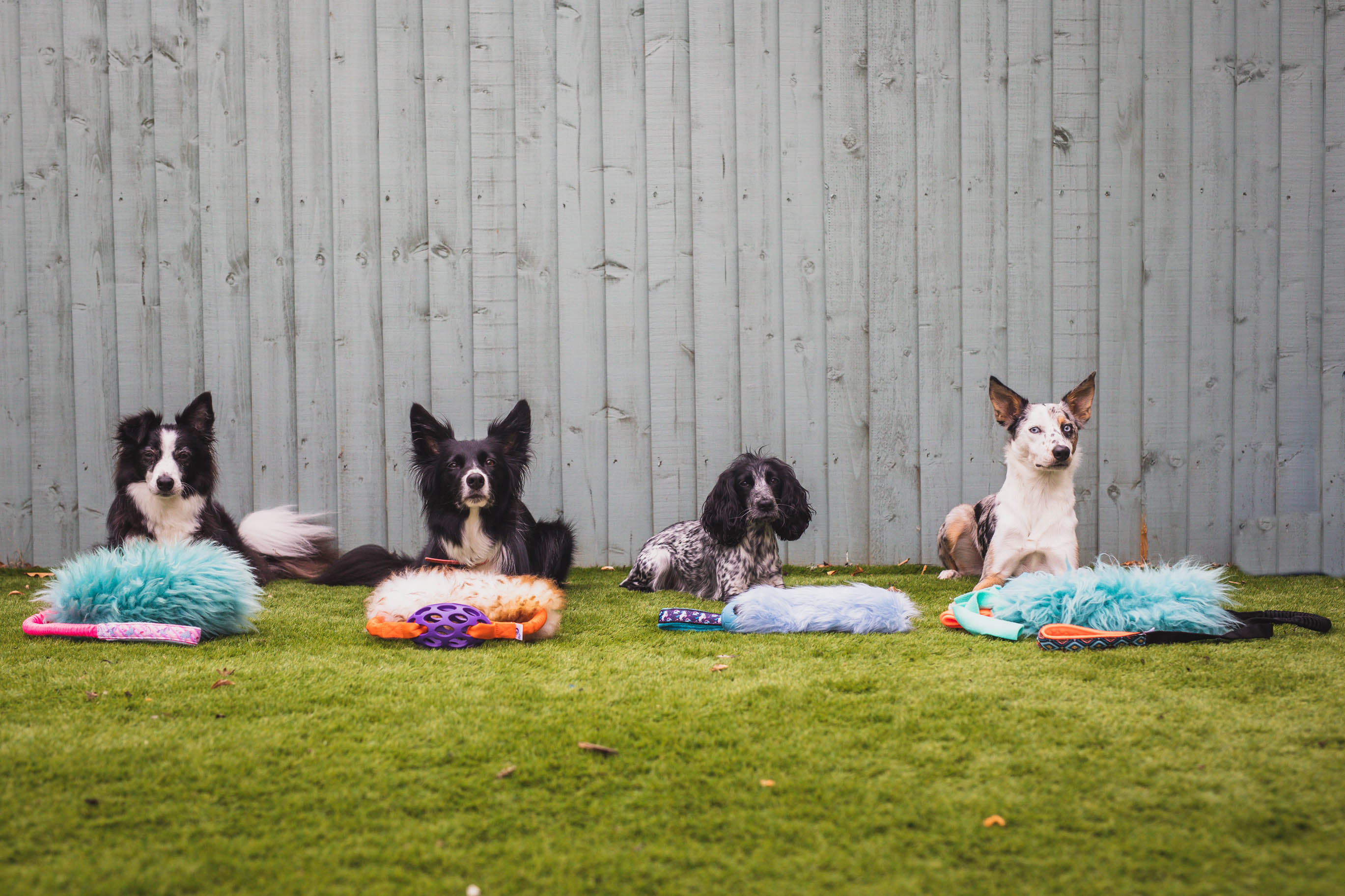 Border collie and cocker spaniel lying down waiting to get their toys in a dog training class. 