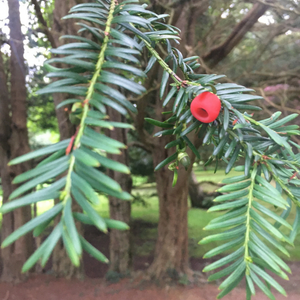 Myth and Magic of The Trees of Ireland-Yew