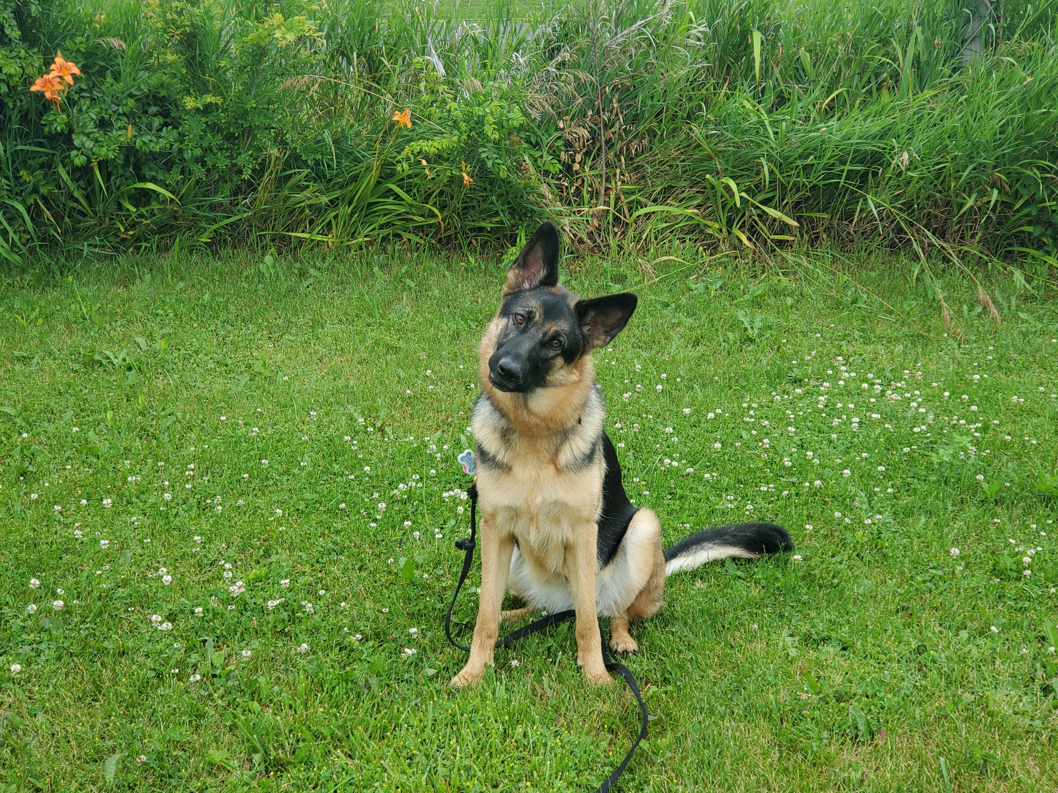 German Shephard 