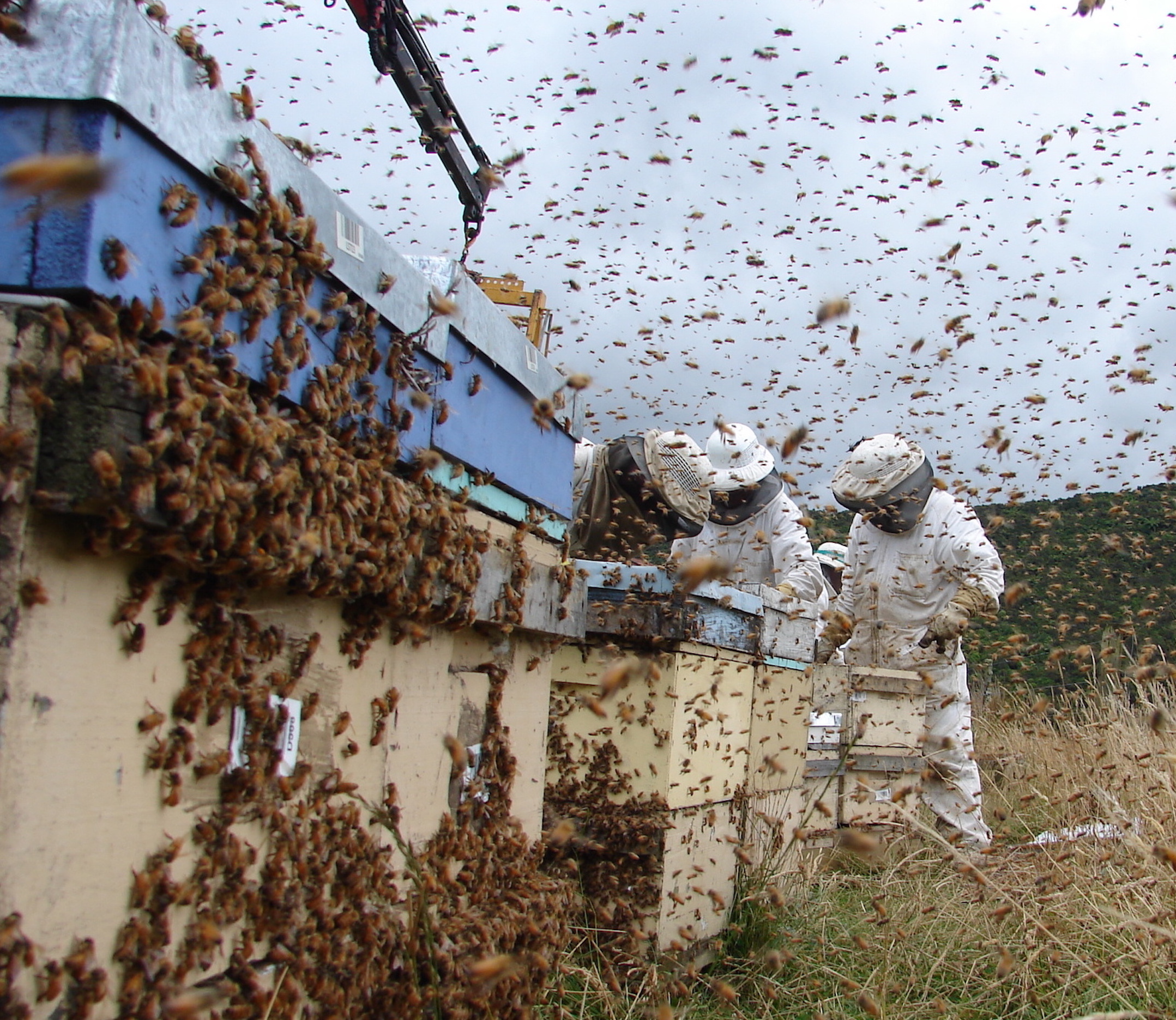 apicultores trabajando