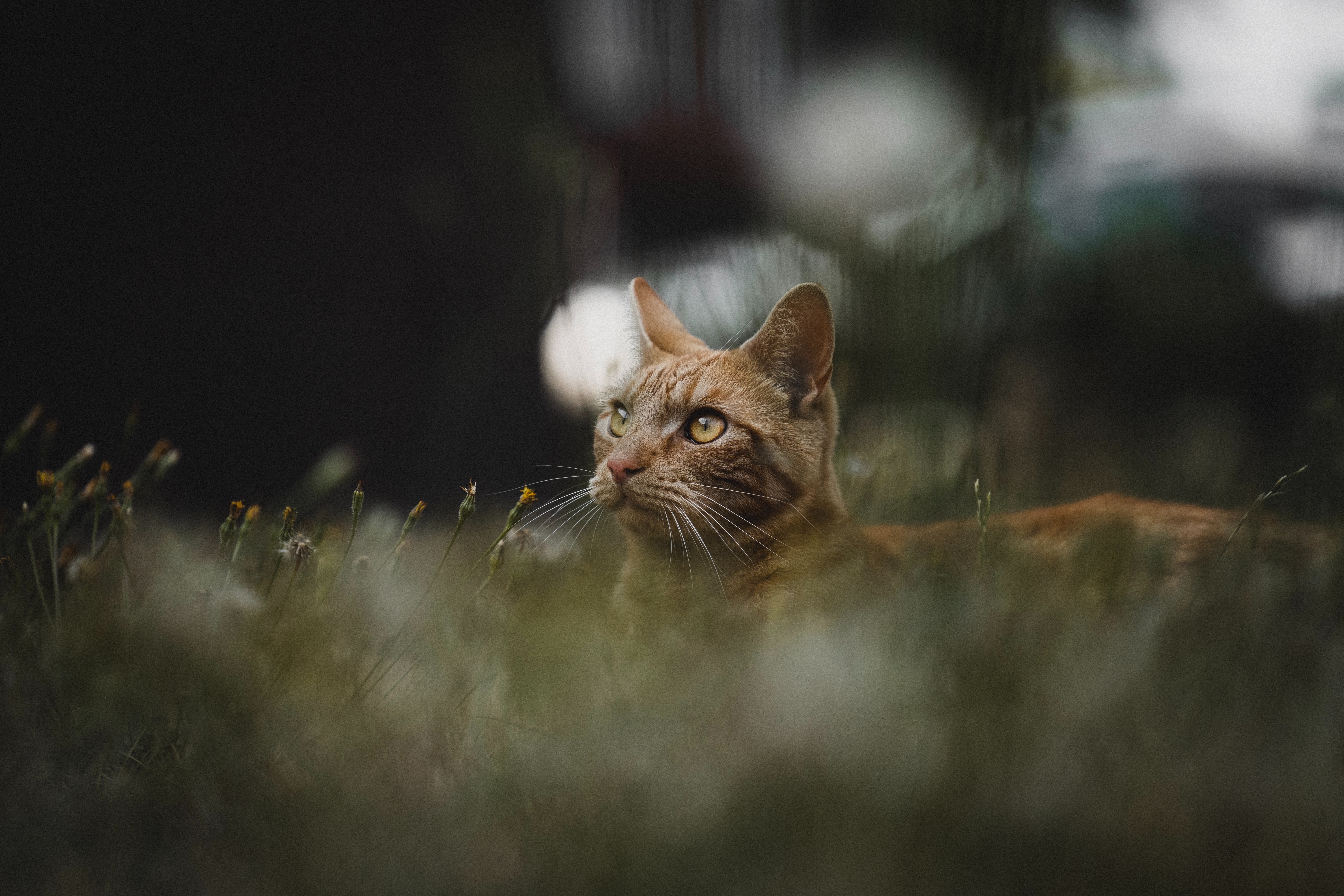 Photo d&#39;un chat avec une faible profondeur de champ
