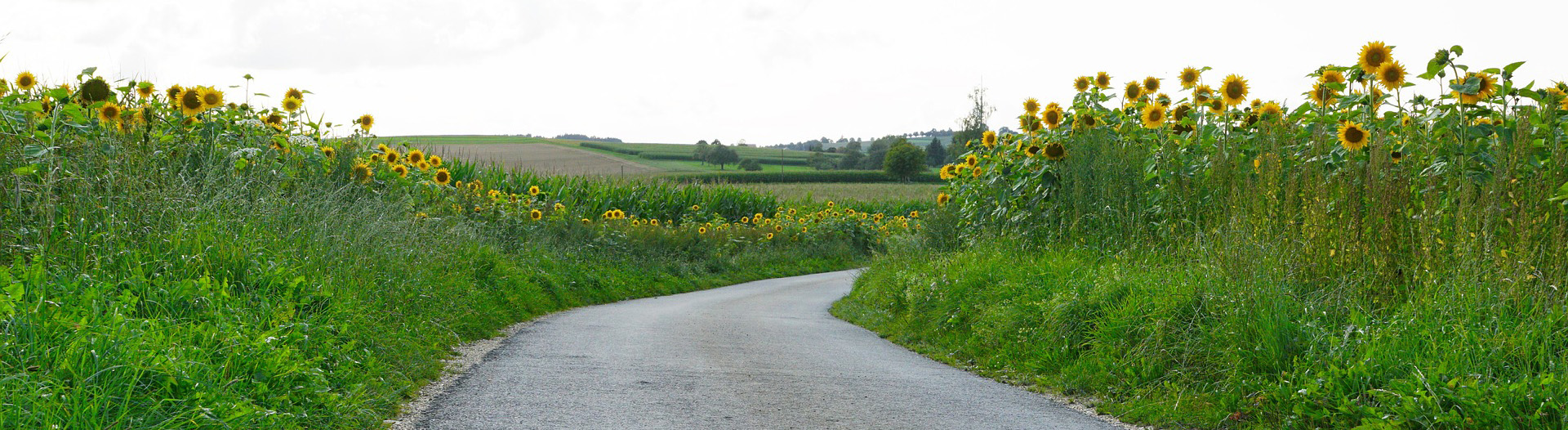 Path through sunflower field