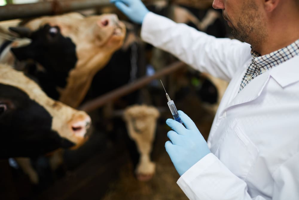 Giving vaccines in dairy farming