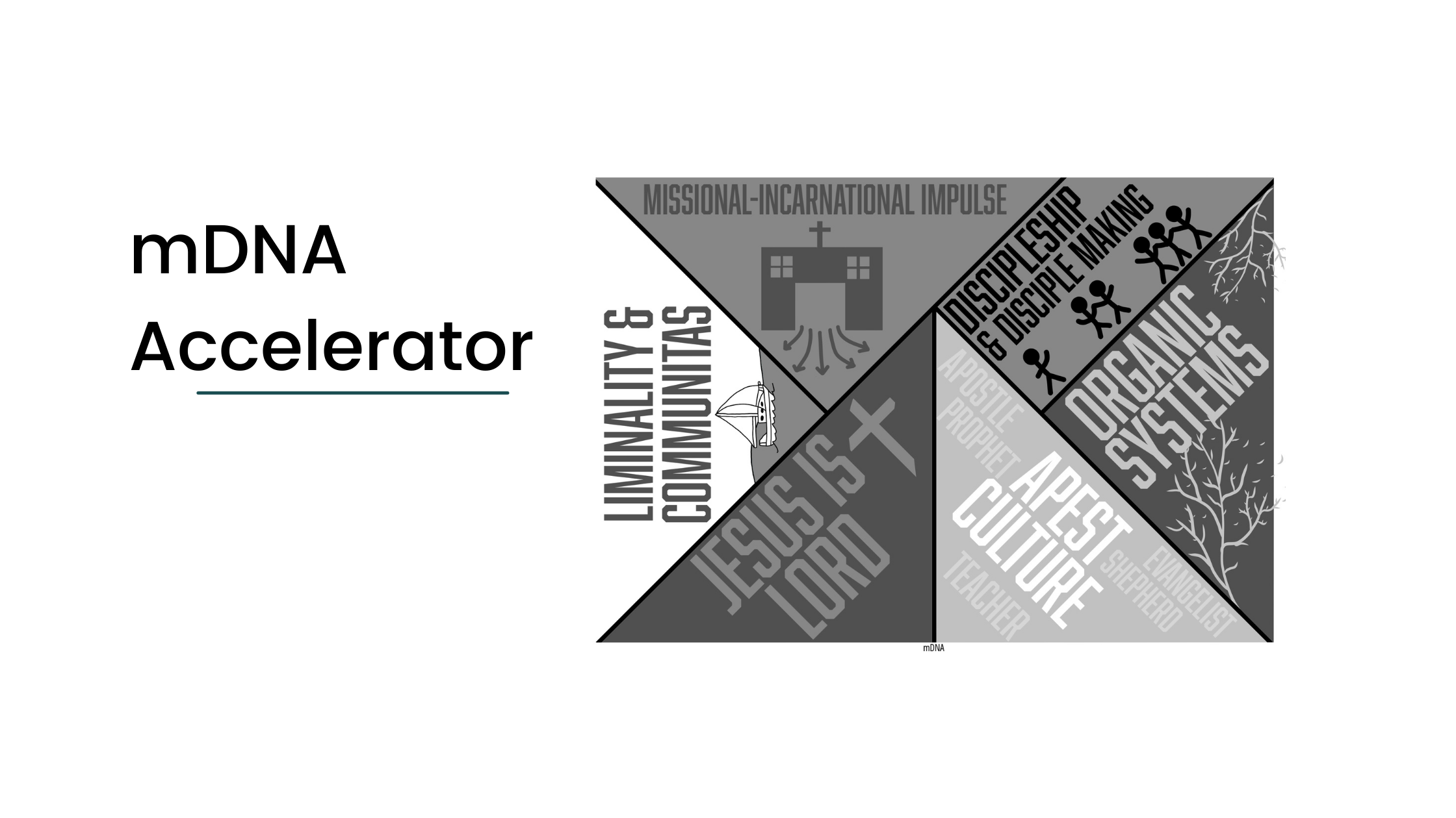 mDNA ACCELERATOR