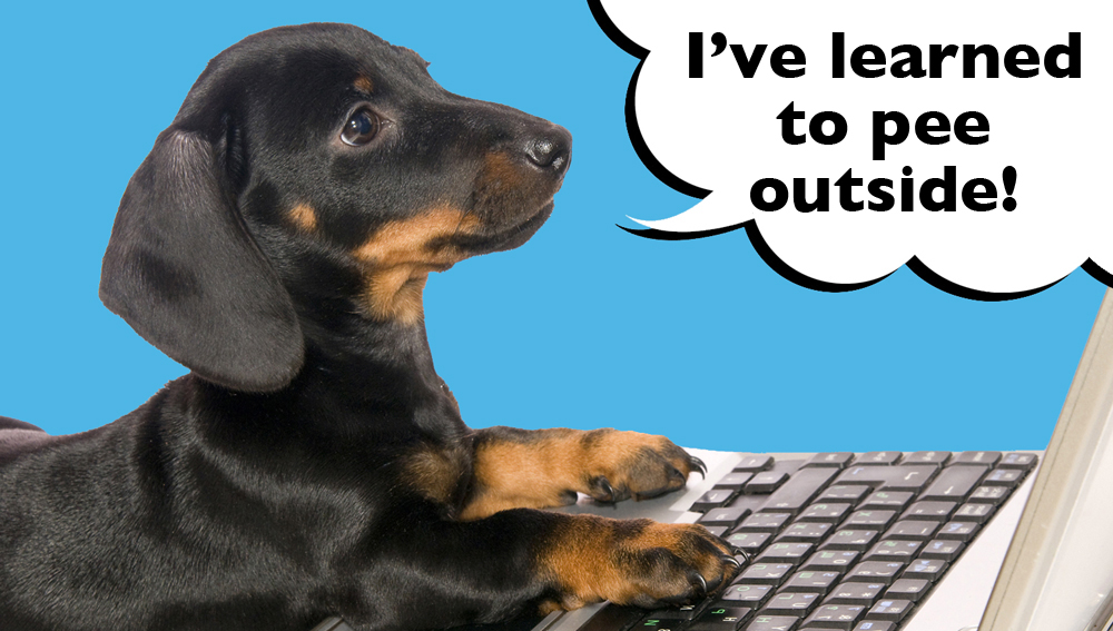Dachshund on a blue background with a speech bubble that says 'I learned to pee outside'