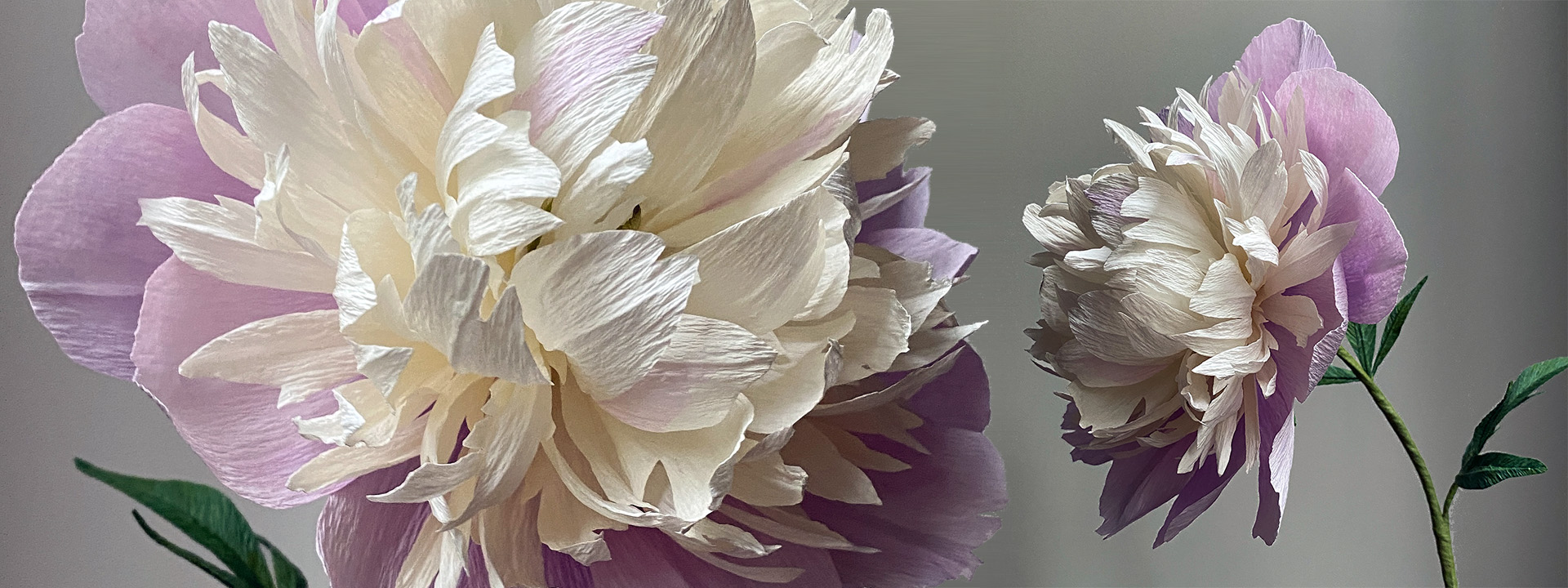 Deep Pink Dutch Peony - Individual floral stem - Carte Fini