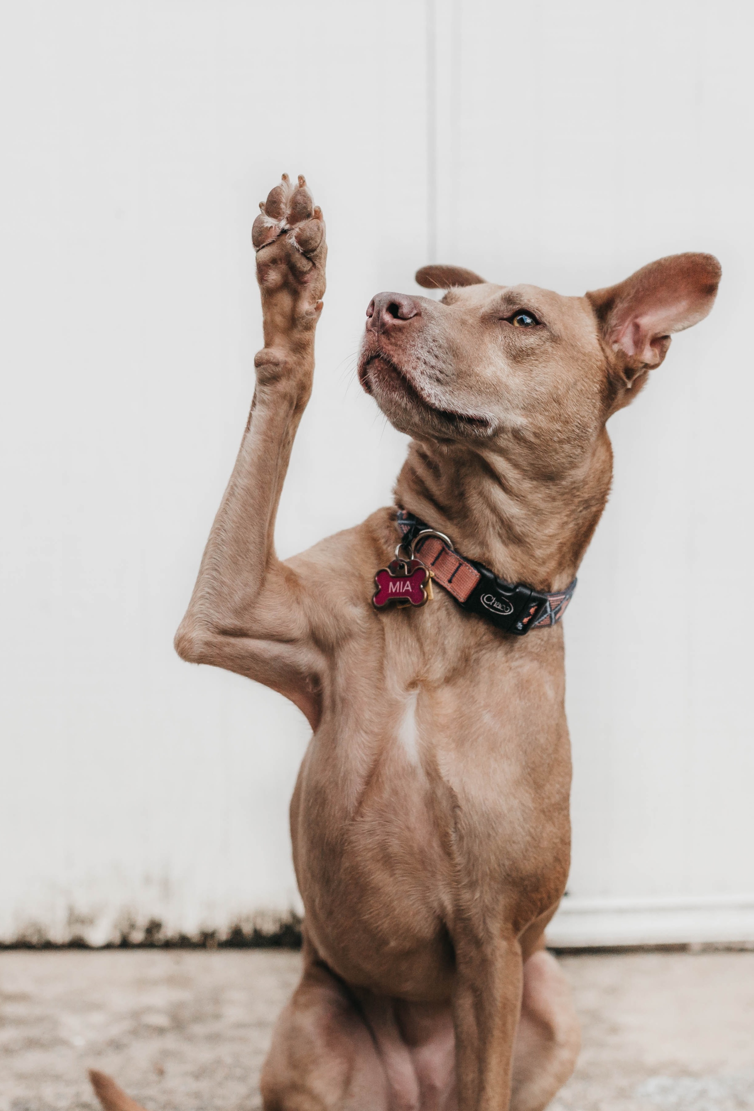 A photo of a dog raising its paw as if to ask a question