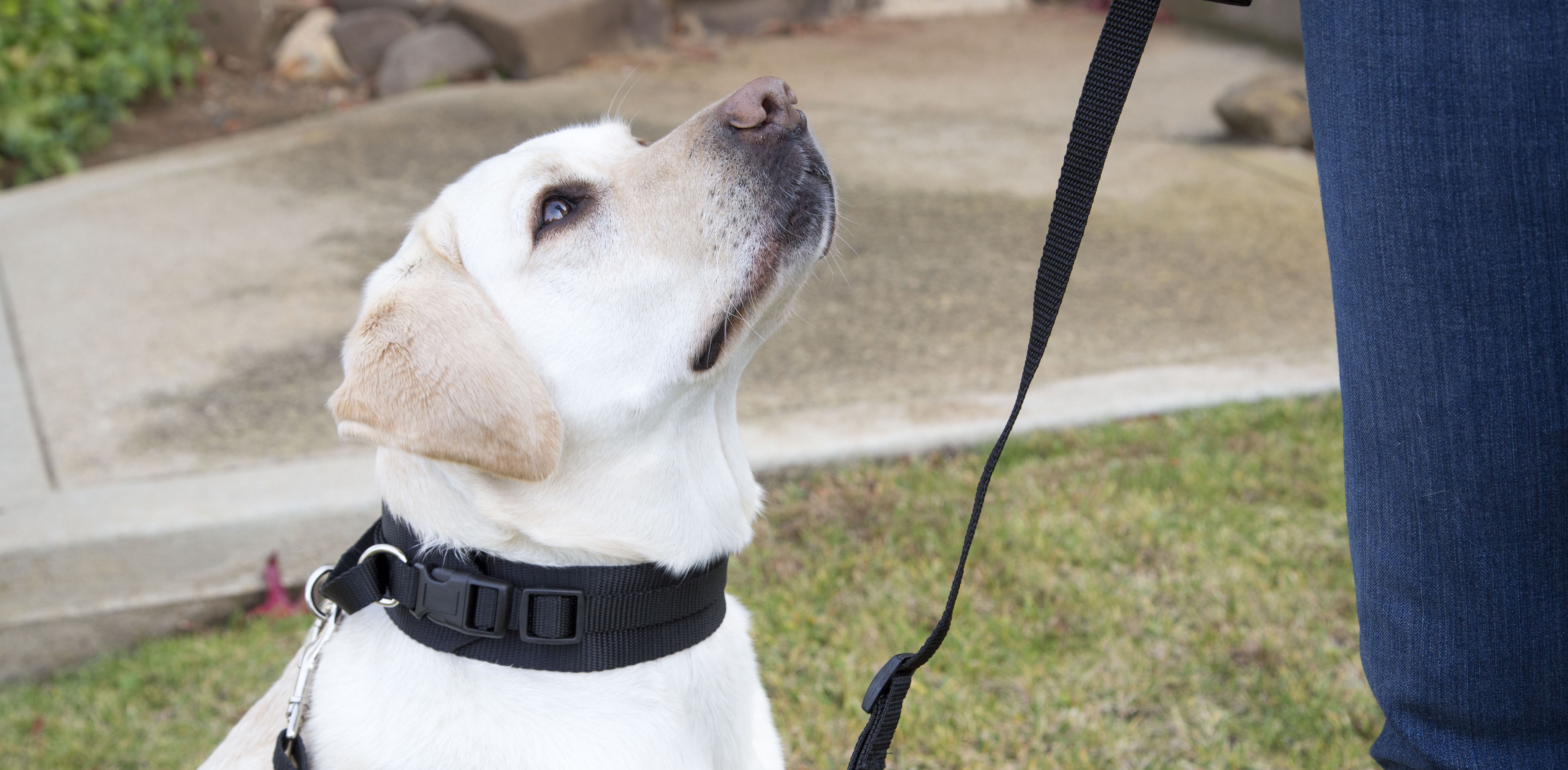 image of a white Labrador in a training collar looking up at a dog trainer