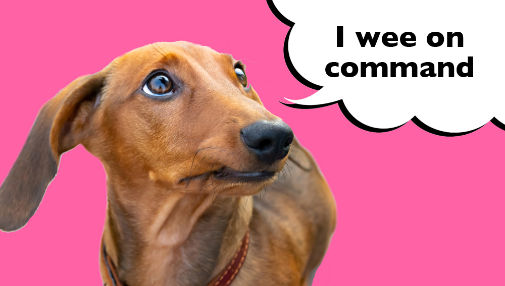 Dachshund on a pink background with a speech bubble that says 'I wee on command'