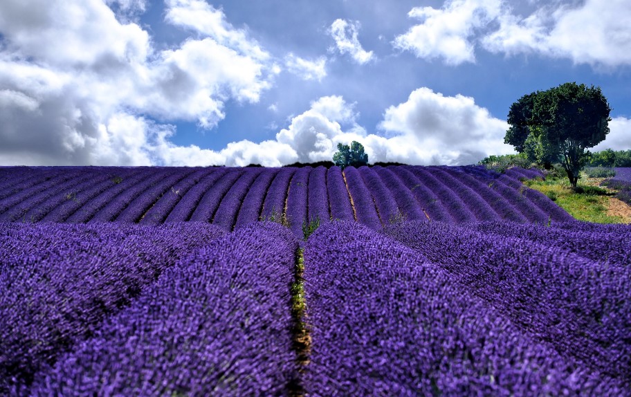 Lavanda essiccata  Campi di lavanda, Lavanda