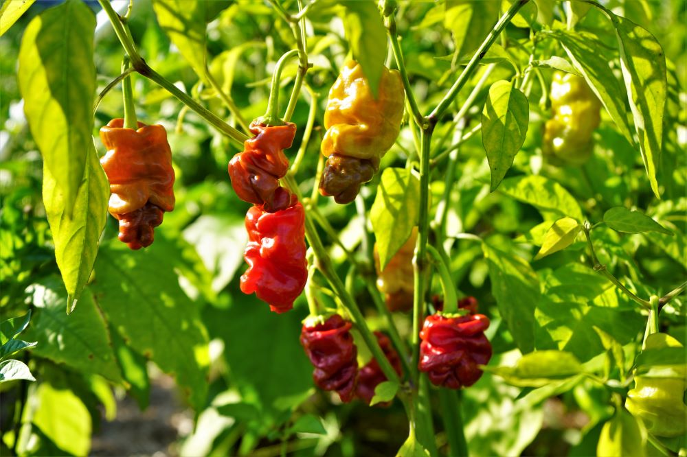 Zoupi peppers on plant