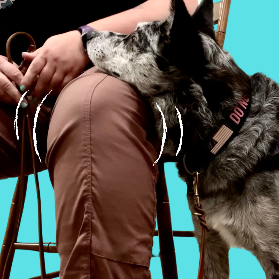 black and grey dog rests head on shaking leg