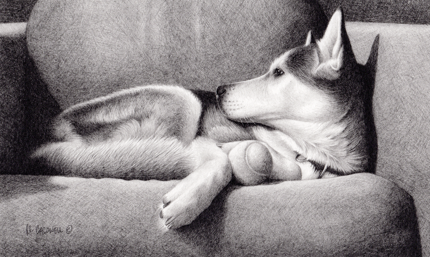 The finished graphite drawing of a dog on a sofa by artist Robert Louis Caldwell