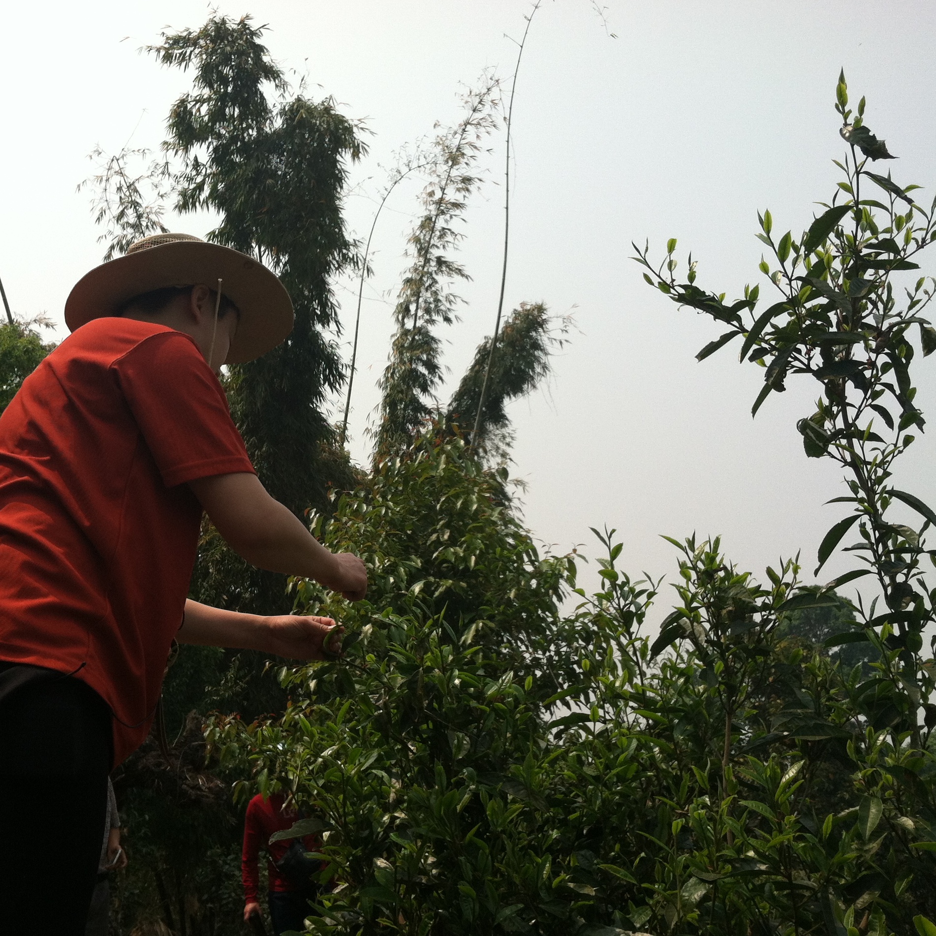 tea farming