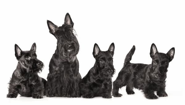 Scottish Terrier Puppies