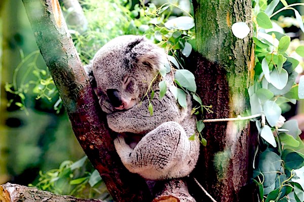 Koala bear sleeping in a Eucalyptus tree