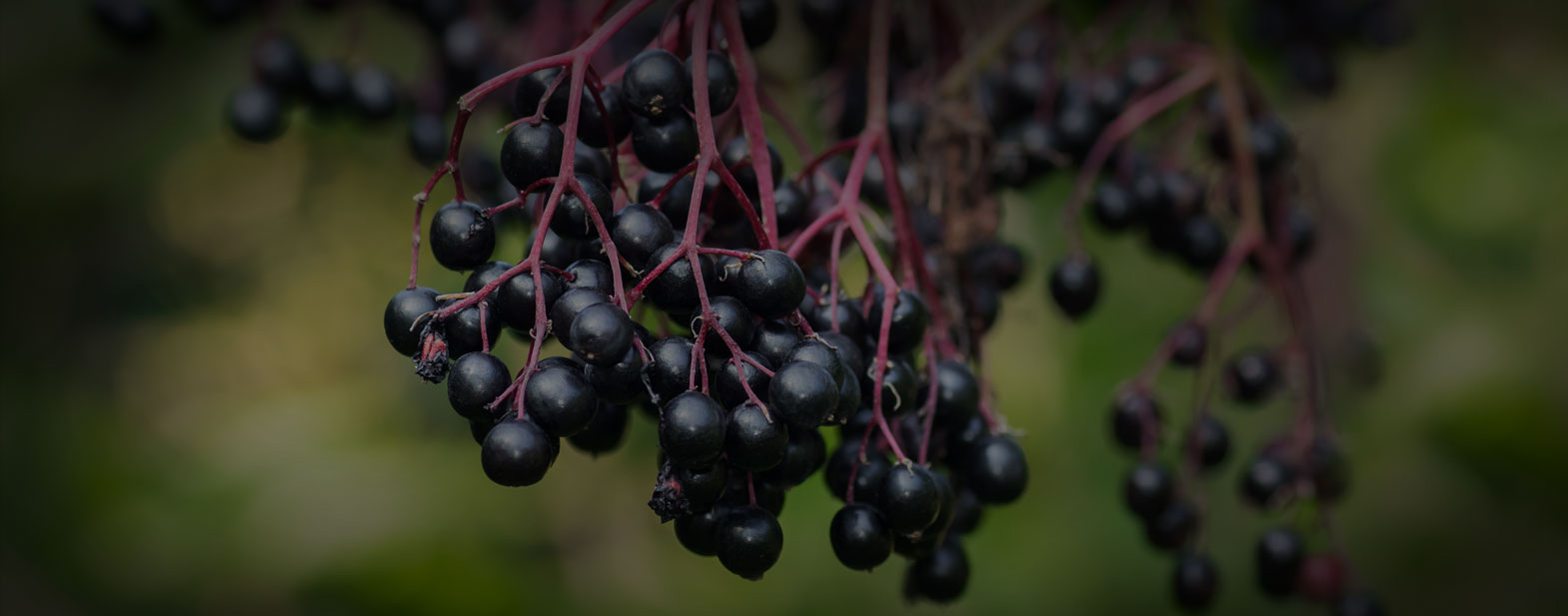 Elderberry