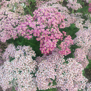 A Herbal Novena with Yarrow