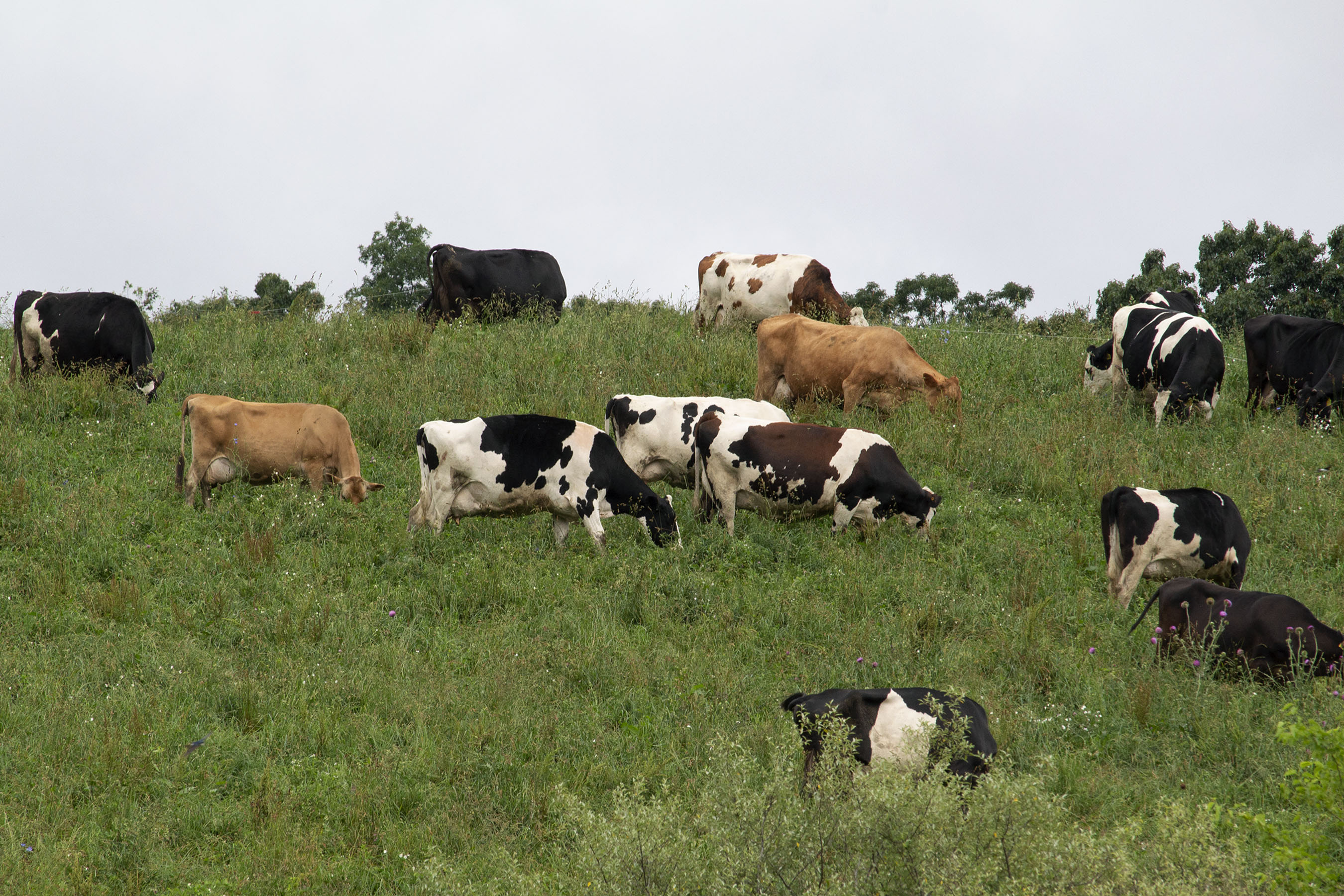 Livestock Production