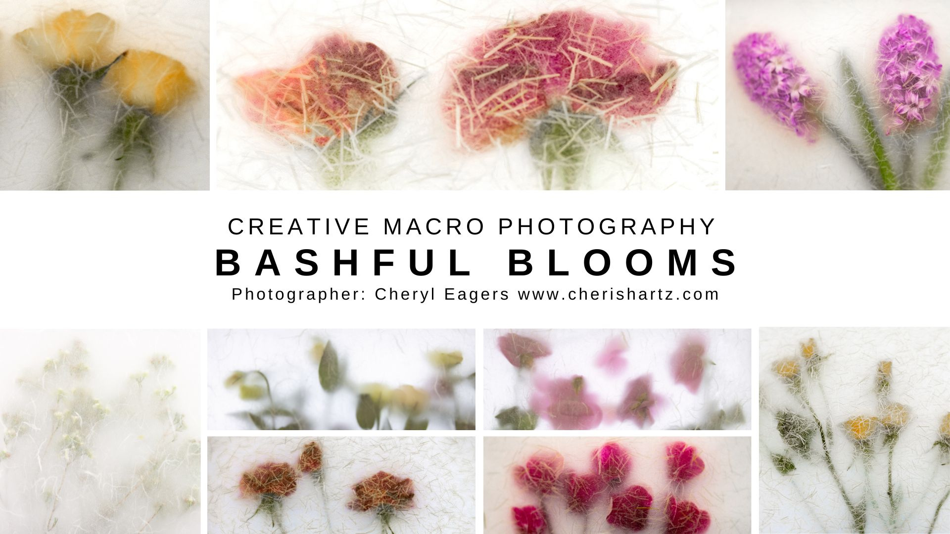 macro and creative photography online classes
