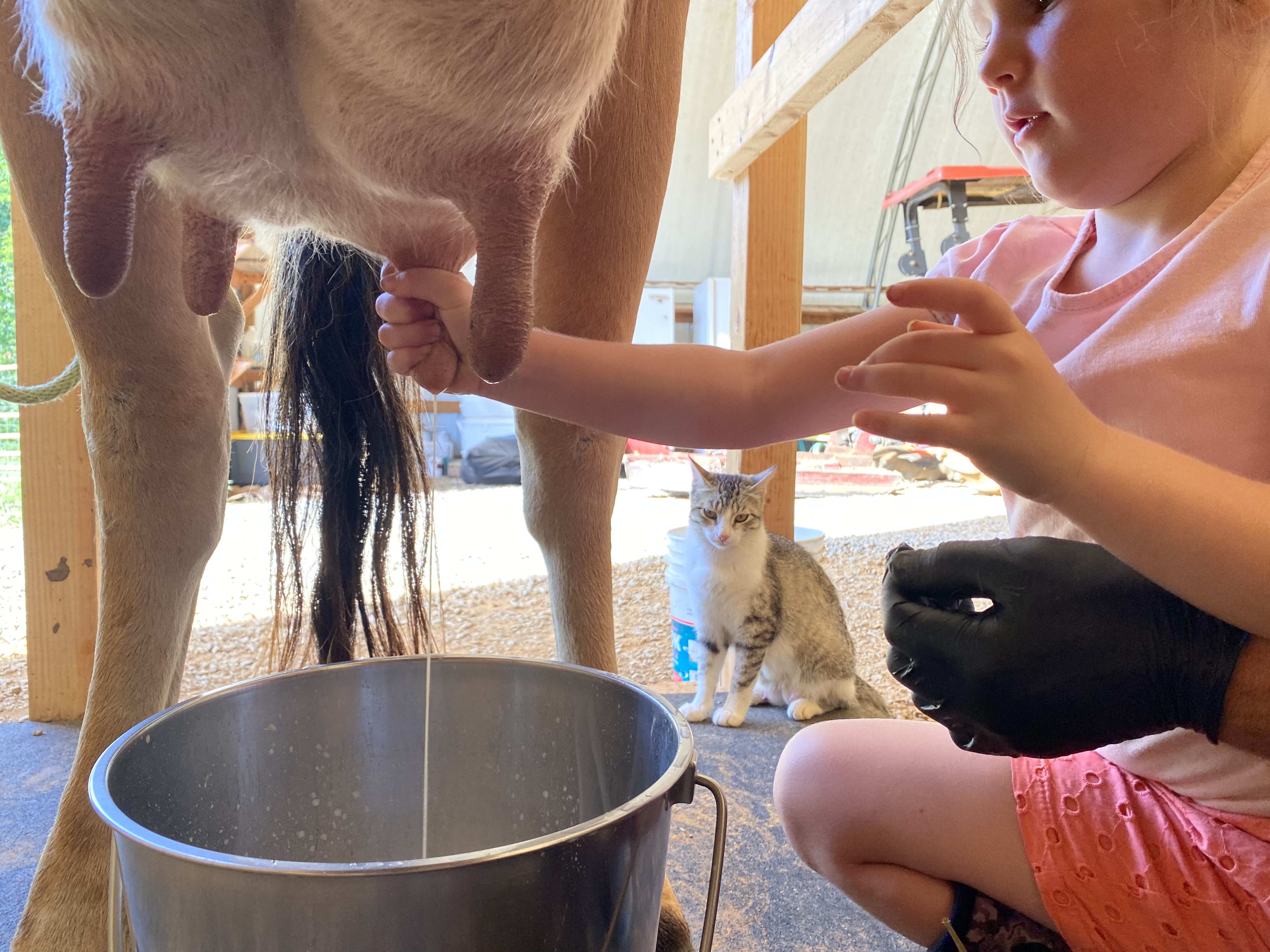 Hand milking our family milk cow