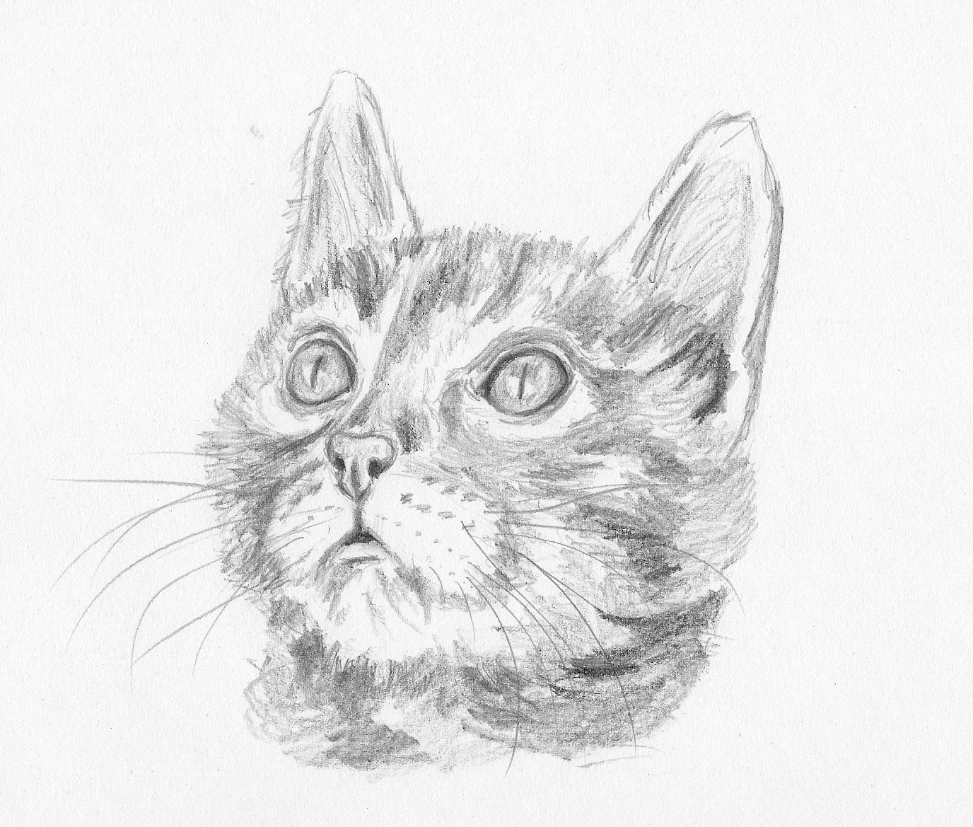 kitten face drawing