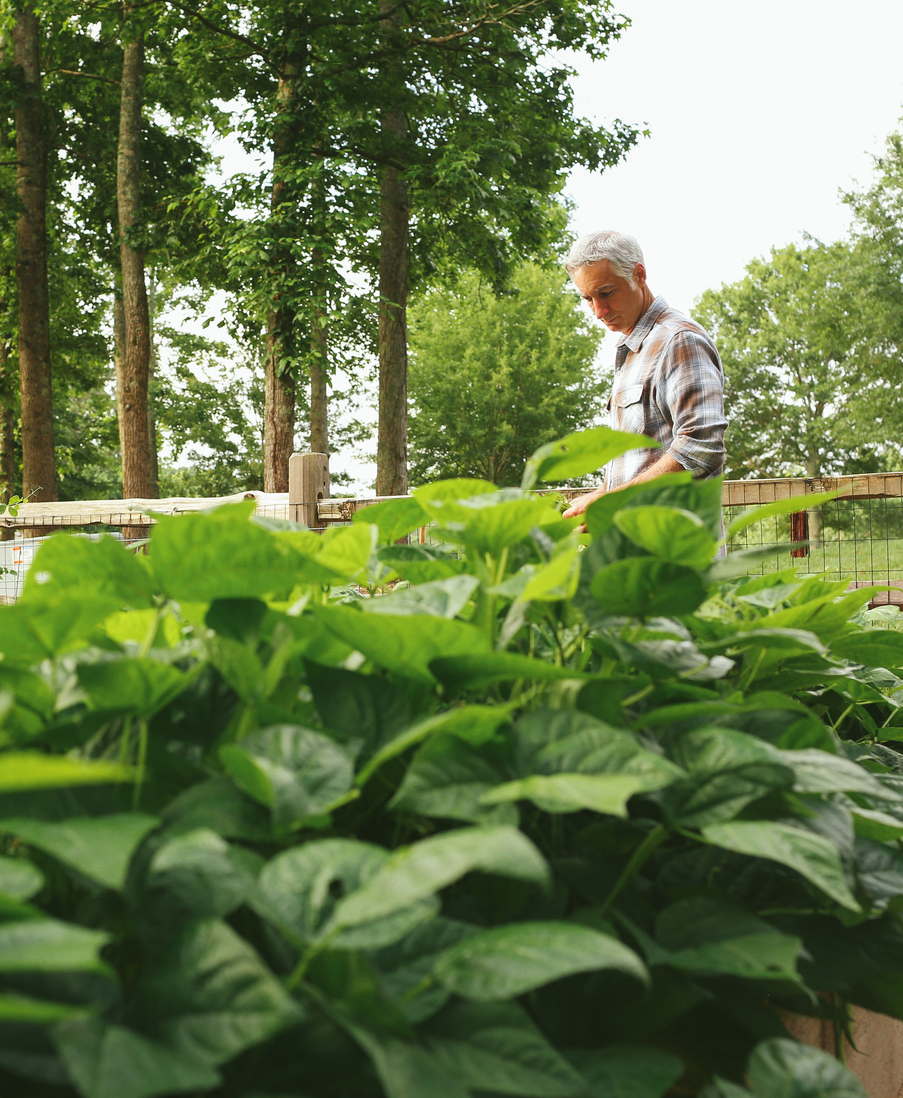 Joe in the garden with bean foliage in the foreground