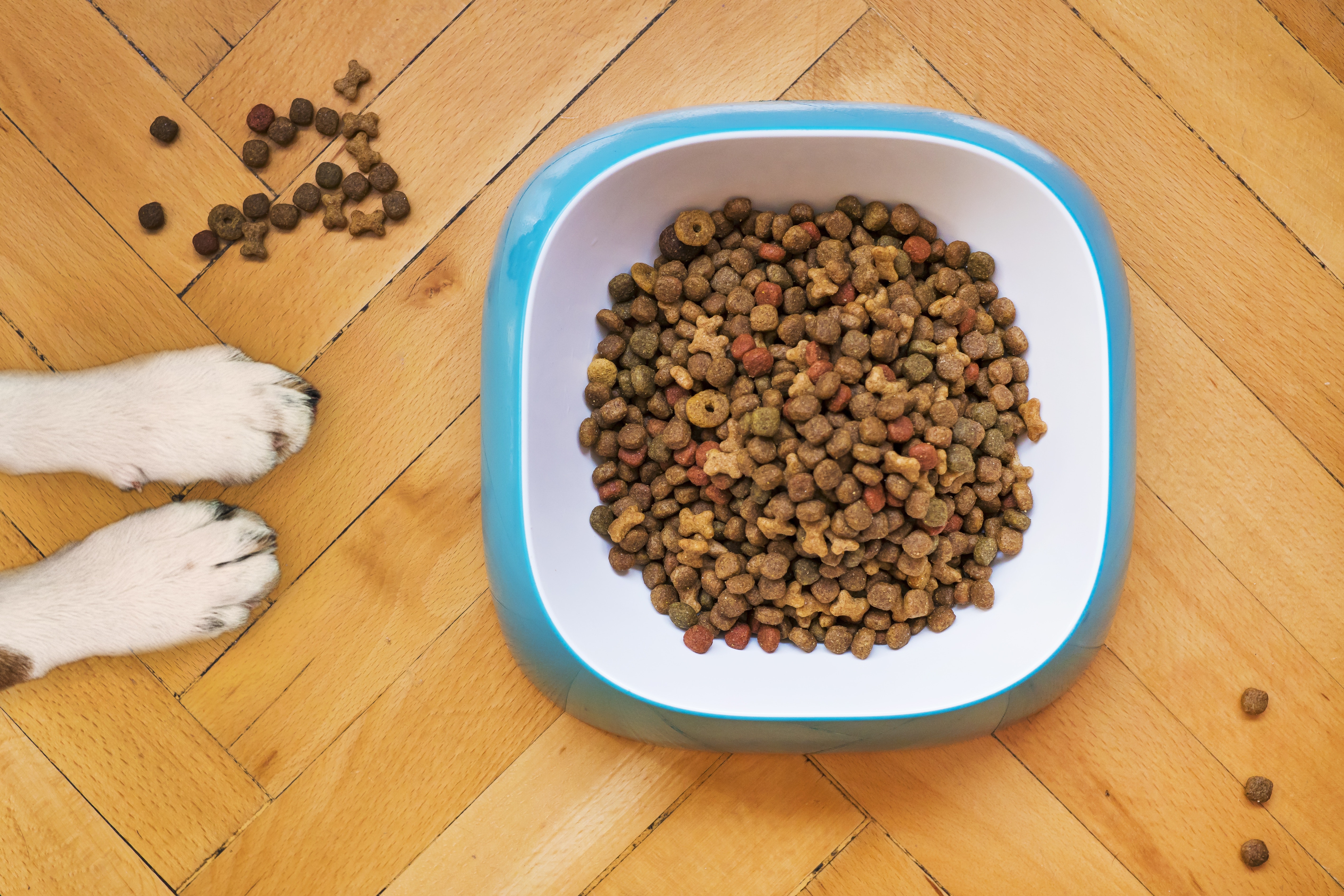 best dog food, how to choose the best dog food