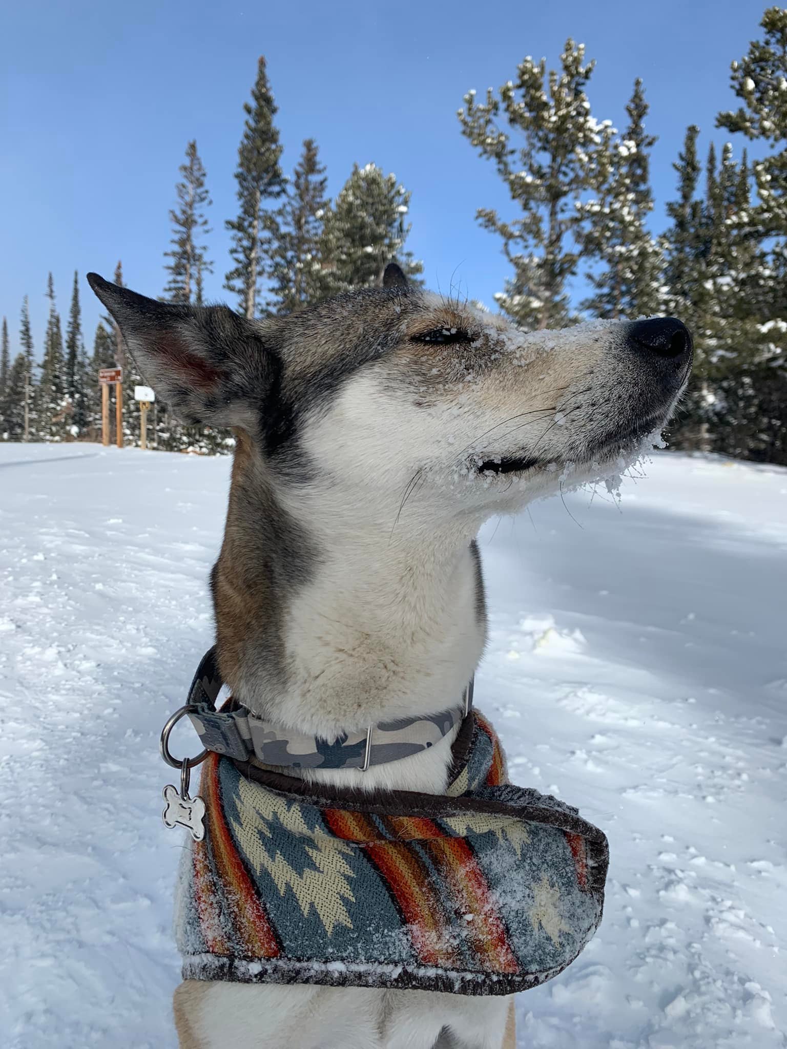 proud dog sitting in the snow