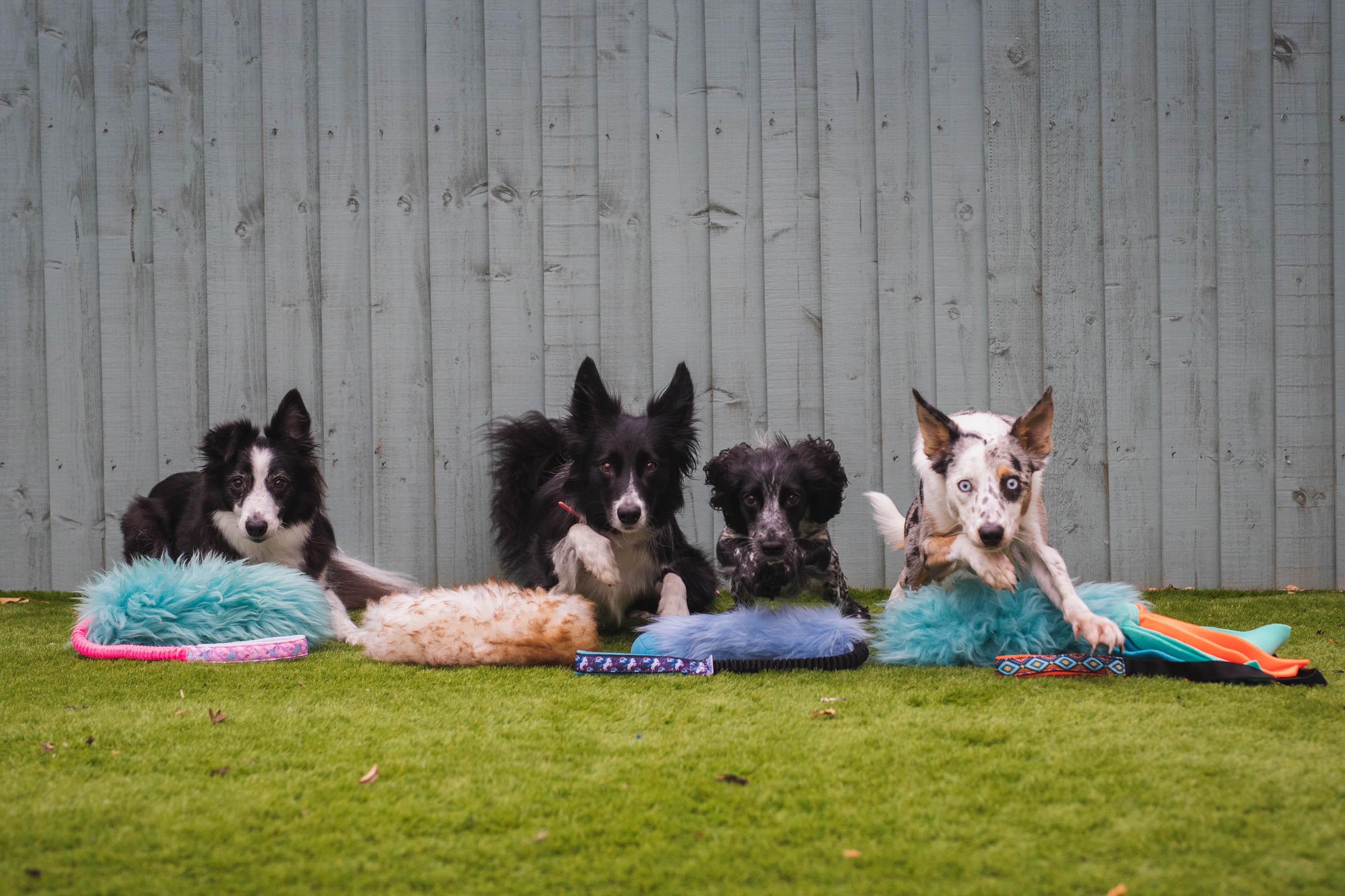 dogs recalling over toys running towards the camera