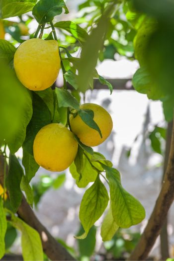 Bright yellow lemons growing on a lemon tree.
