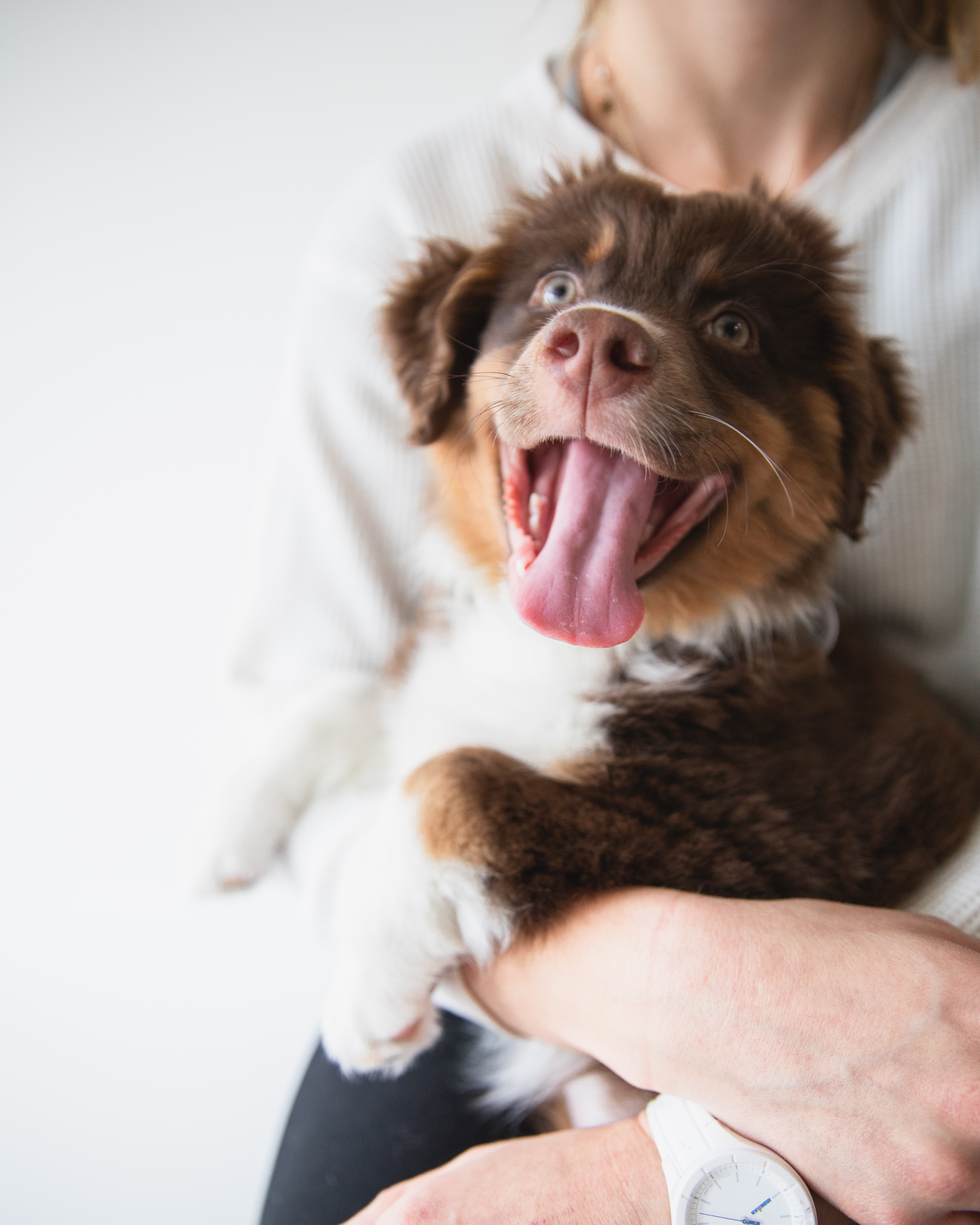 “House training Gaila went so much faster than other dogs I know. After two weeks of training, she did not have a single accident.”  – Ella G.