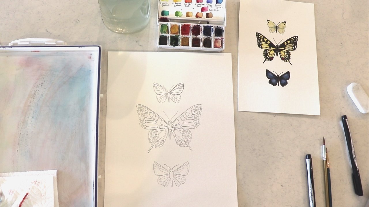 Butterflies and Moths  Lily and Thistle Creative Studio