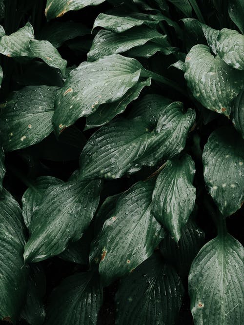 Image of green plant