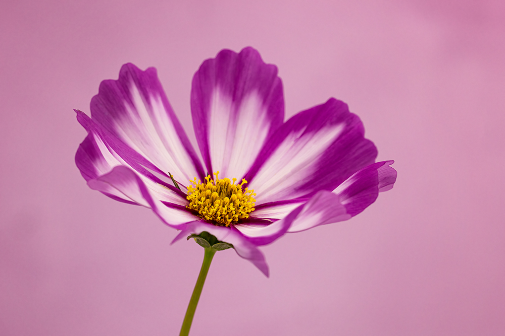 basic post processing for flower photography using DXO nik software