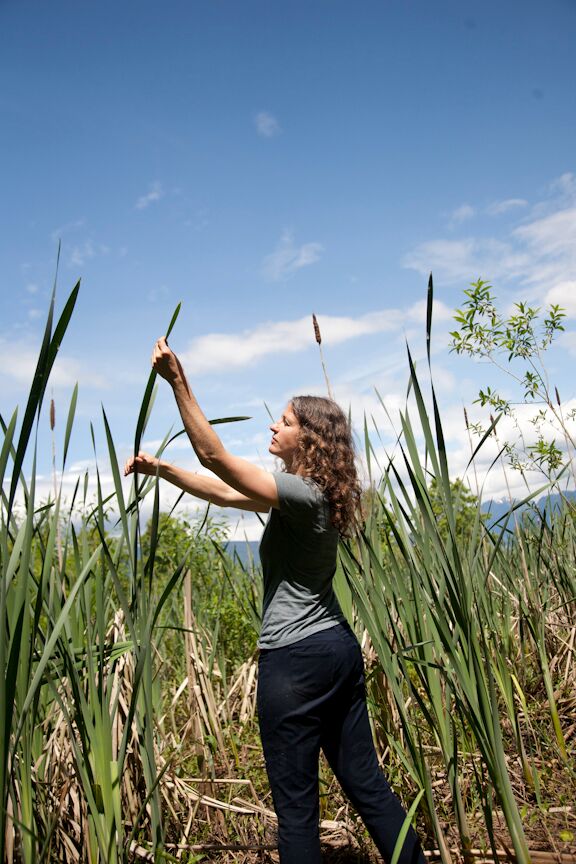 cattails