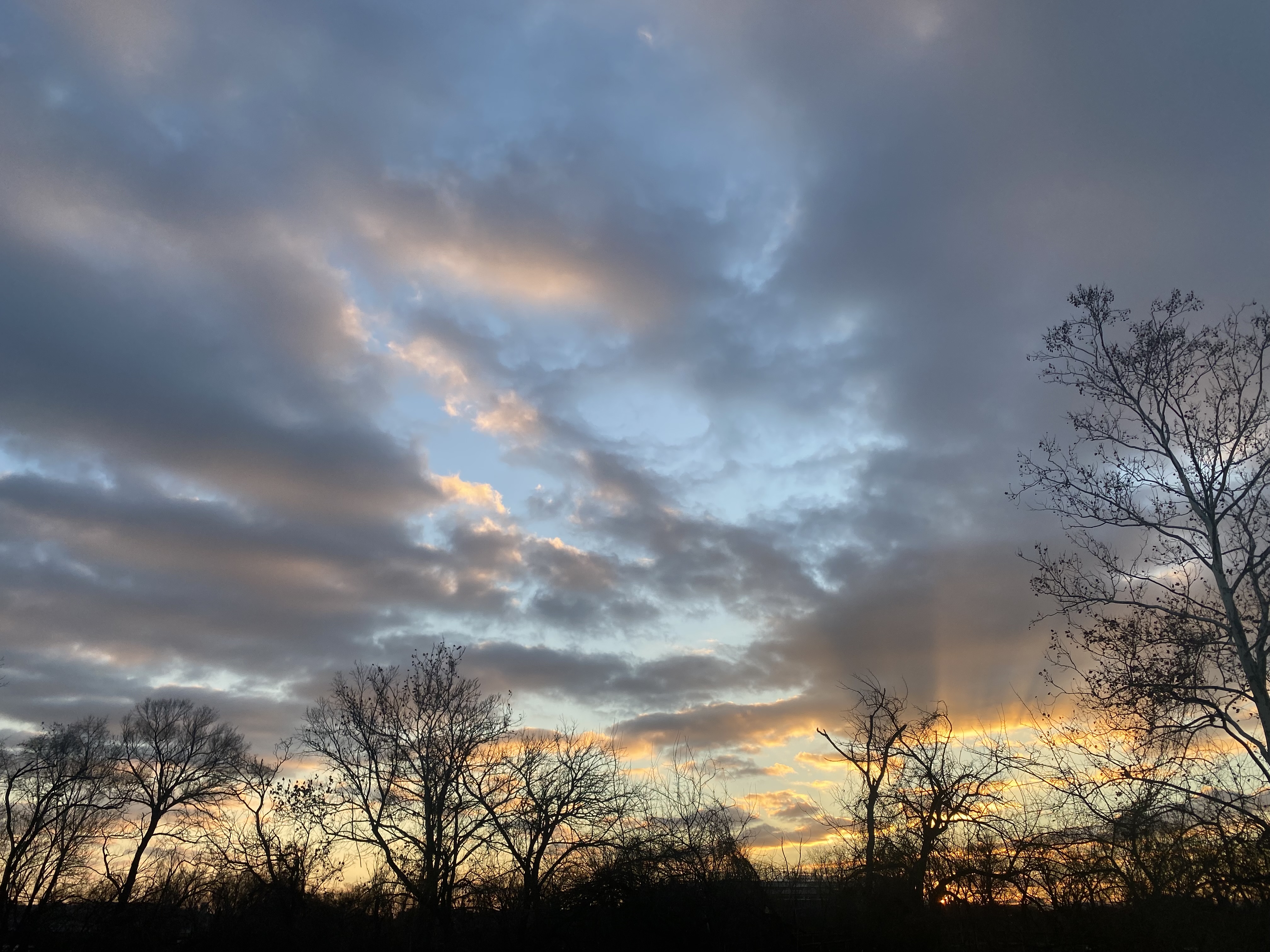 A gold-tinged sky is bordered by the dark silhouettes of bare trees.