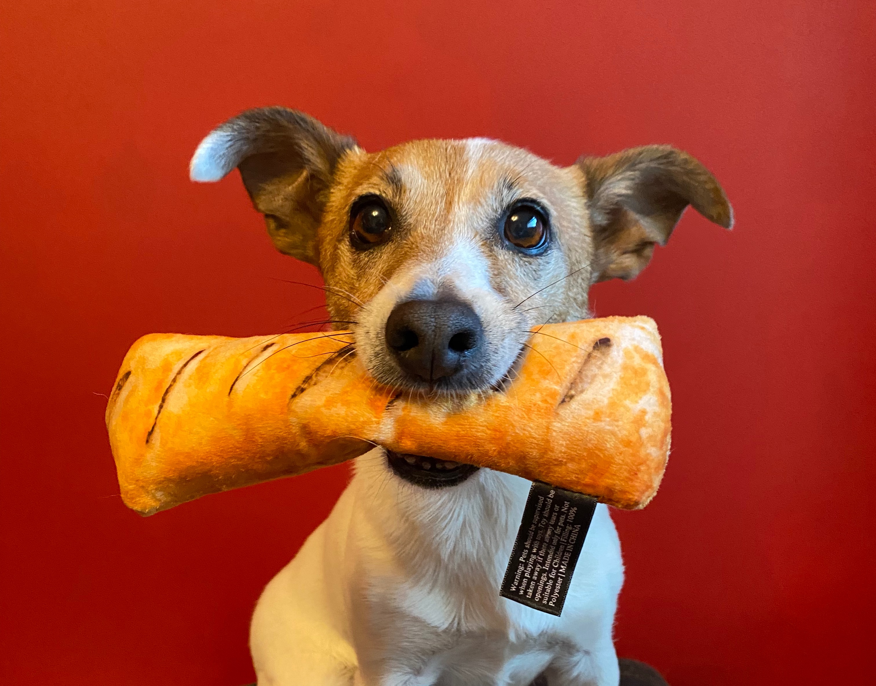 jack Russell terrier holding a sausage roll