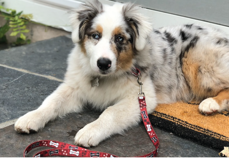 an image of a boxer puppy for a leash training program from fearless pet